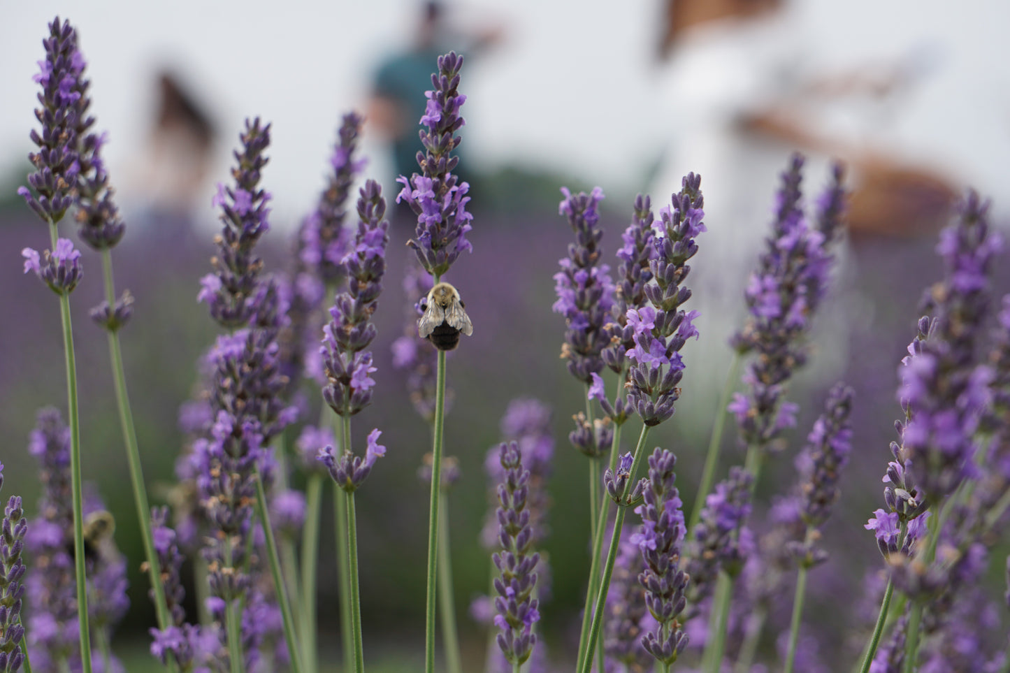 Lavender Bee