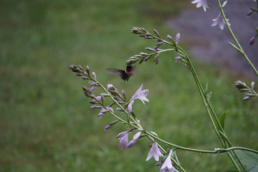 Hummingbird